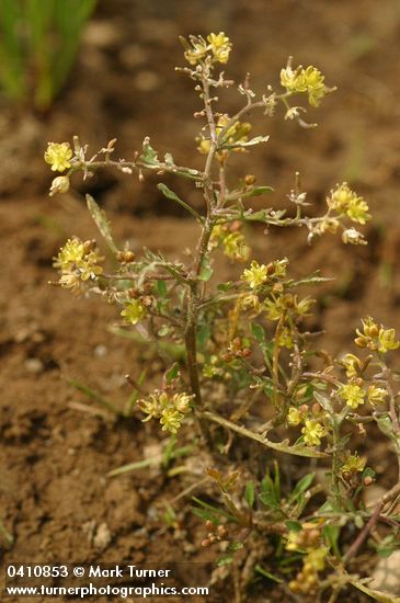 Rorippa curvisiliqua