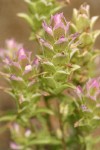Copeland's Owl Clover