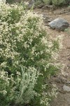 Oceanspray