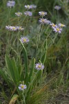Foothill Daisies