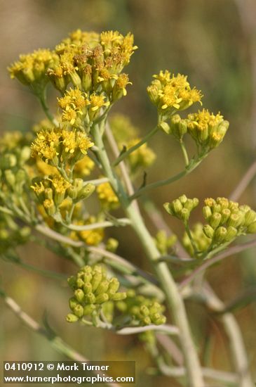 Senecio hydrophilus