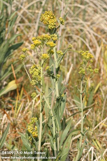 Senecio hydrophilus