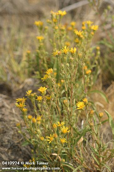 Pyrrocoma lanceolata