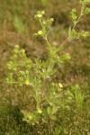Riverbank Cinquefoil