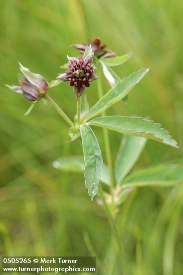 Comarum palustre