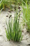 Swordleaf Rush (Daggerleaf Rush)