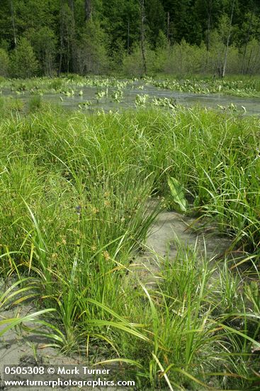 Carex utriculata; Juncus ensifolius