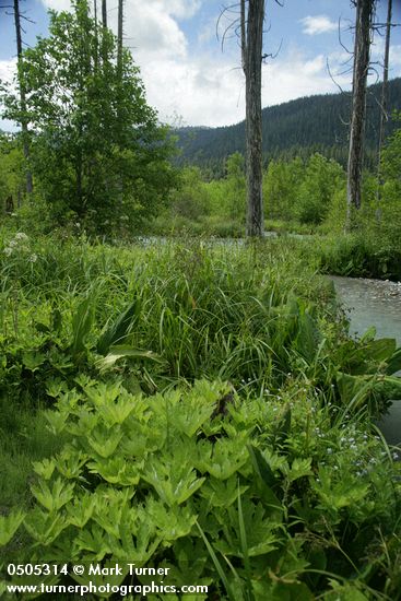 Scirpus microcarpus; Petasites frigidus var. palmatus; Lysichiton americanus; Myosotis sp.; Cicuta douglasii