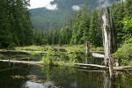 Small shallow woodland pond