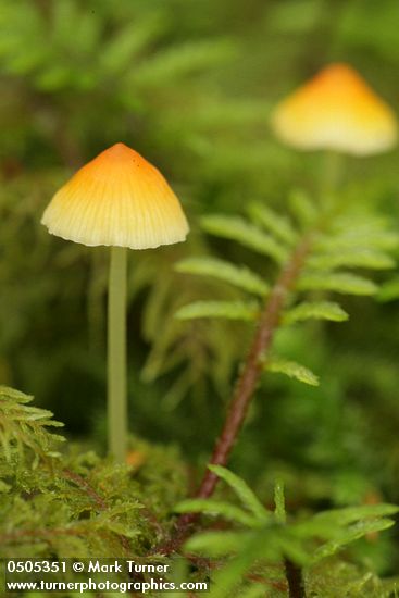 Hylocomium splendens