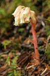 Pinesap
