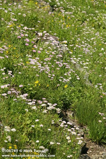 Erigeron peregrinus