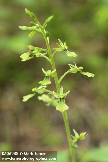 Listera caurina