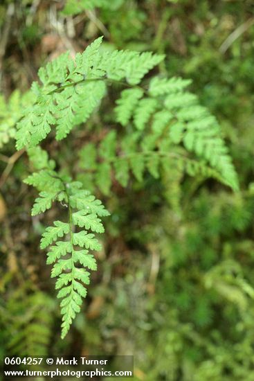Cystopteris fragilis