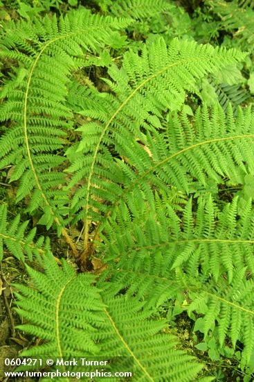Polystichum andersonii