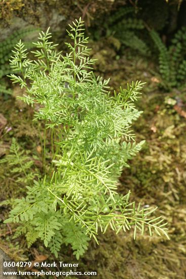 Cryptogramma acrostichoides (C. crispa)