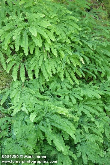 Adiantum aleuticum (A. pedatum ssp. aleuticum)