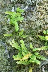 Western Polypody
