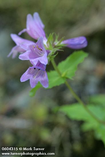 Penstemon serrulatus