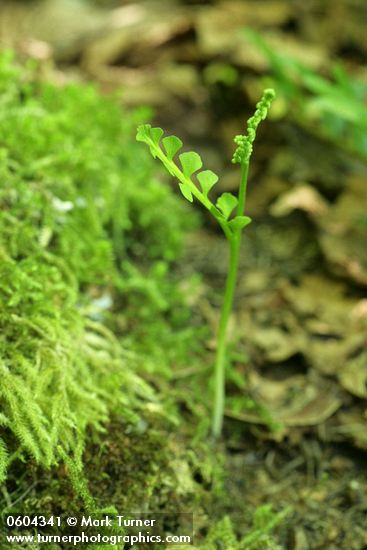 Botrychium minganense