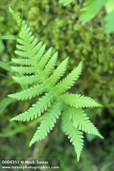 Phegopteris connectilis (Thelypteris phegopteris)