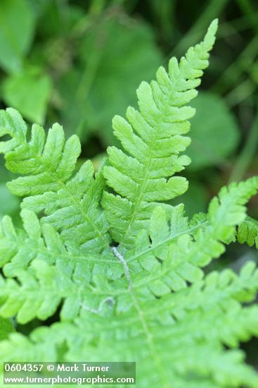 Phegopteris connectilis (Thelypteris phegopteris)