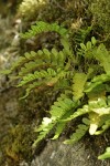 Western Polypody