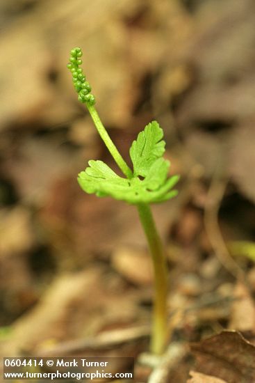 Botrychium pinnatum