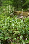 Menzies' Pipsissewa