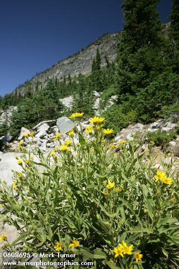 Arnica longifolia