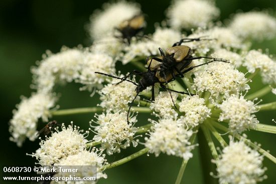 Heracleum maximum