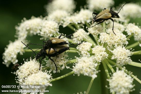 Heracleum maximum