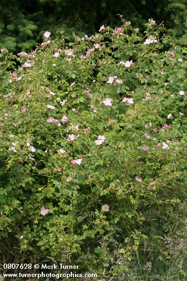 Rosa nutkana