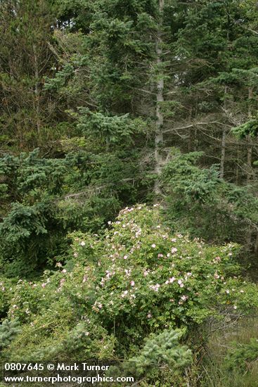 Rosa nutkana; Psudotsuga menziesii