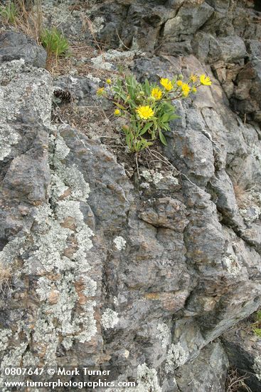 Grindelia integrifolia