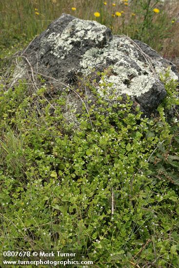 Clinopodium douglasii (Satureja douglasii)