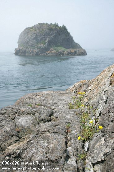 Grindelia integrifolia
