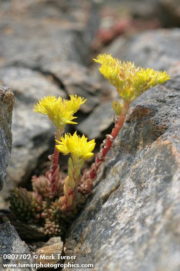 Sedum lanceolatum