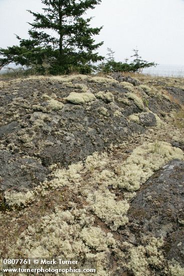 Cladonia portentosa ssp. pacifica; Pseudotsuga menziesii