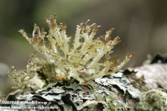 Platismatia herrei; Parmelia sulcata