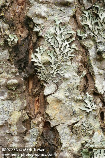 Parmelia sulcata; Parmeliopsis hyperopta