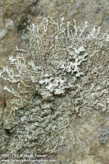 Xanthoparmelia planilobata