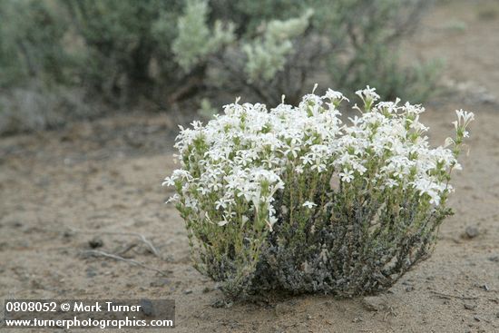 Leptodactylon pungens