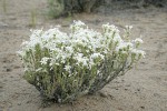 Granite Prickly-phlox