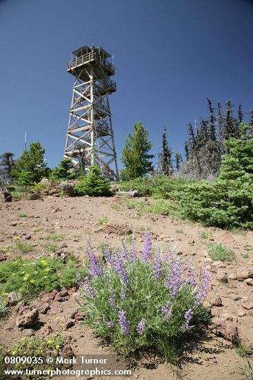 Lupinus arbustus (L. laxiflorus)