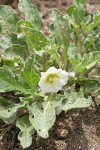 Dwarf Chamaesaracha