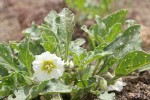 Dwarf Chamaesaracha