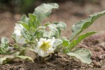 Dwarf Chamaesaracha