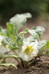 Dwarf Chamaesaracha