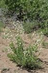 California Stickseed